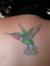 hummingbird pic tattoo on back